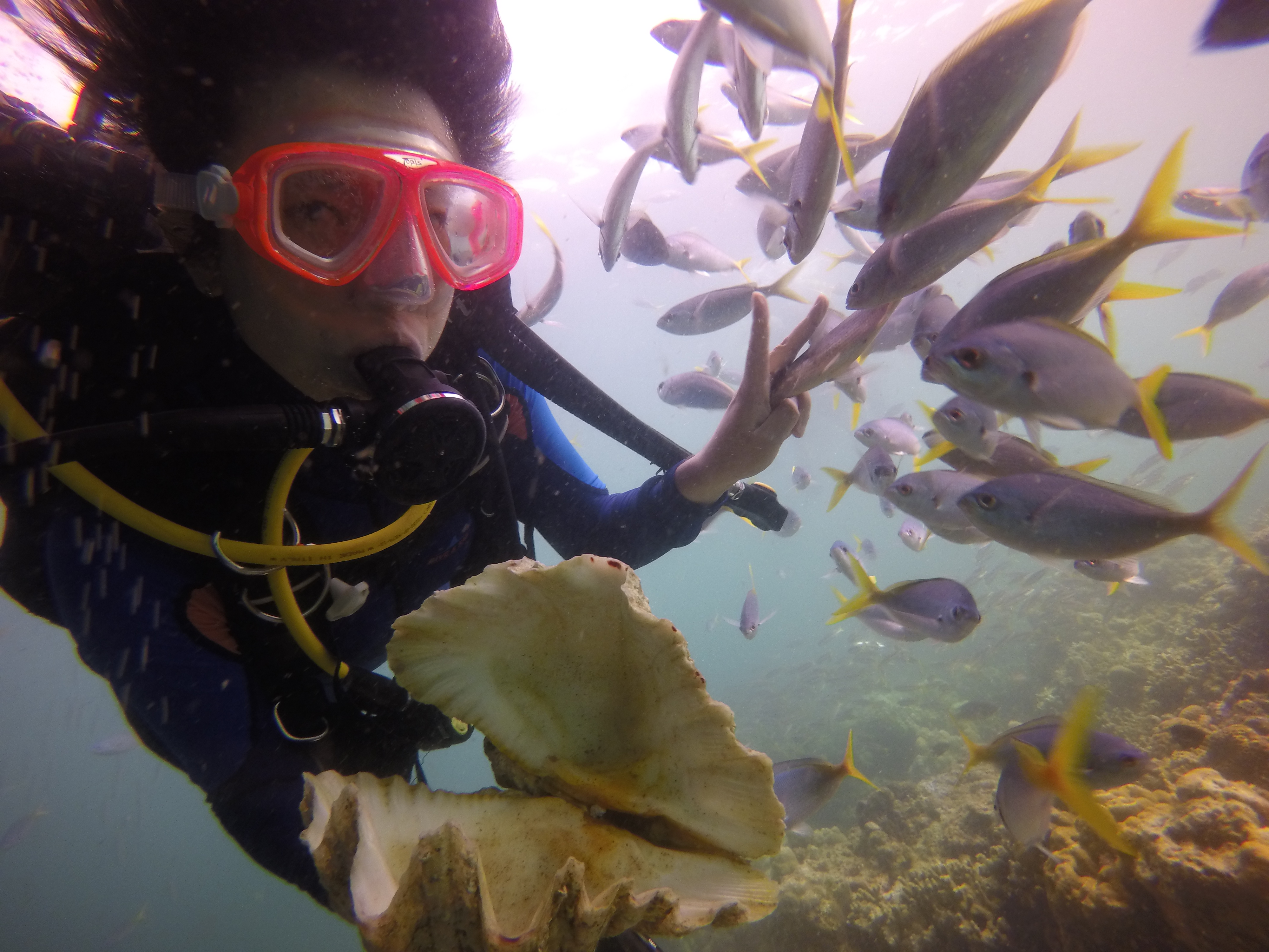 帕劳太平洋水族箱,潜水胜地帕劳水族箱