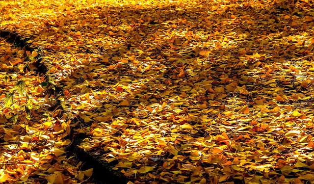 国家地理100个最美景观摄影点,全国银杏观赏地图