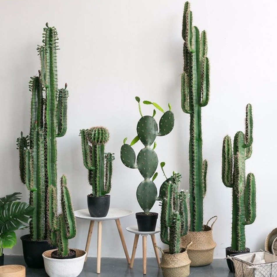 家里养量天尺的好处,量天尺适合什么季节养