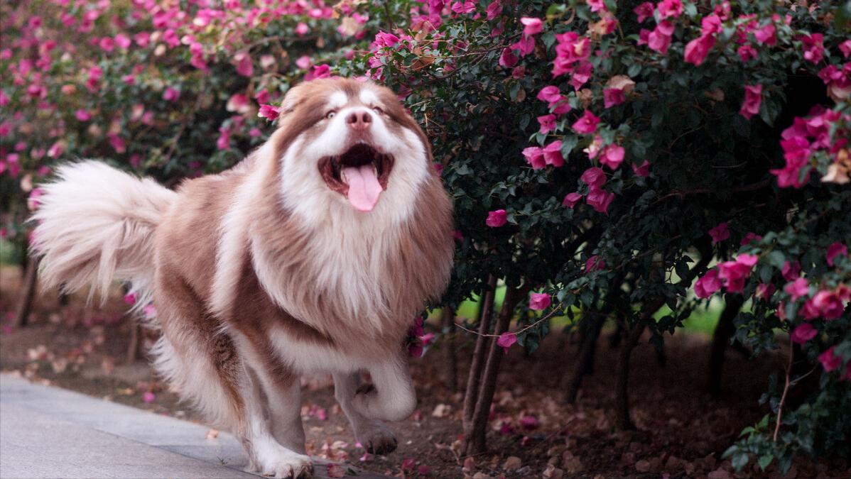 什么品种的狗狗适合有孩子家庭养,如何挑选适合自己的狗狗品种