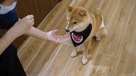 广州撸柴胜地！仲有怀旧零食、游戏室激萌柴犬周边