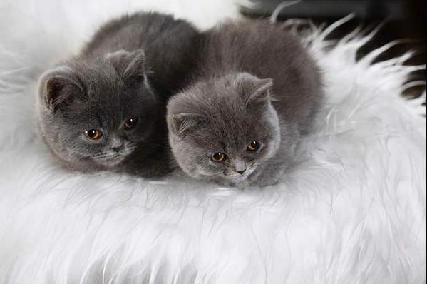 猫咪骨折和骨裂有什么表现,怎么判断猫咪尾巴是否骨折