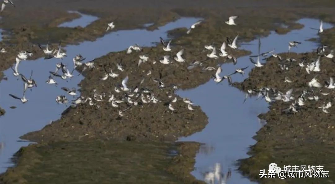 儋州|苏东坡既想“代言”，又想保密的地方