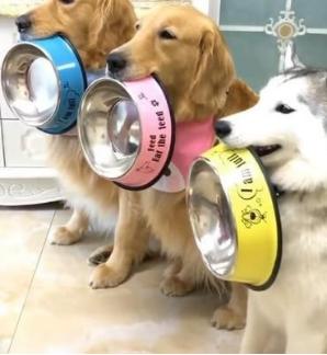 狗狗生理常识各位铲屎官都知道吗,生殖功能怎么保护