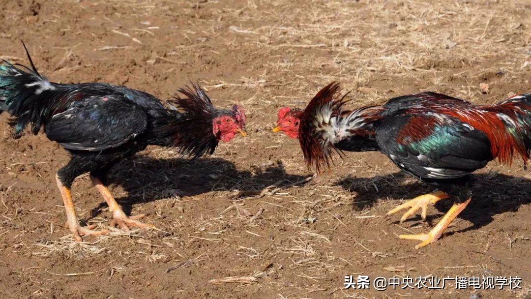 田间示范秀养鸡视频,田间示范秀节目