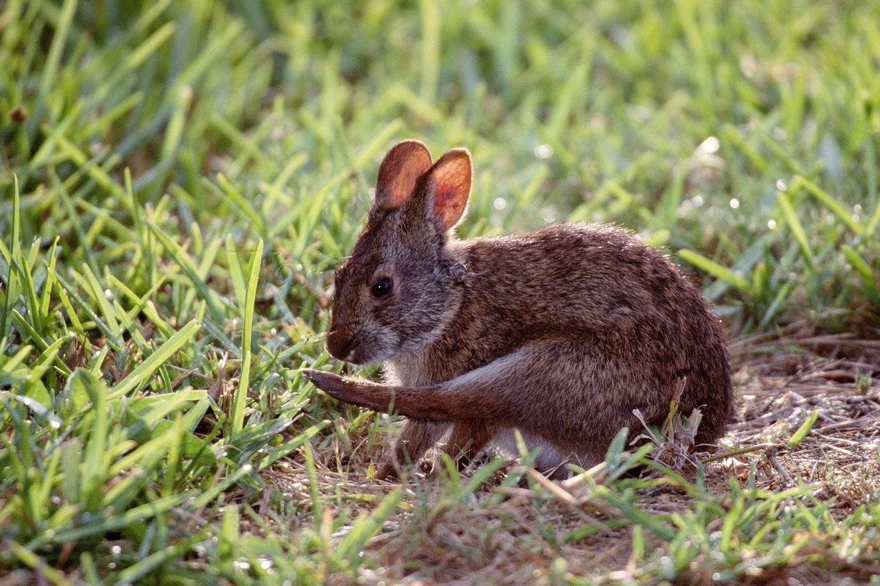 兔子会游泳吗,兔子会游泳是真的吗