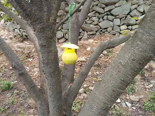 防治樱桃果蝇最佳时间怎么防治,樱桃里的果蝇幼虫人吃了危害大吗