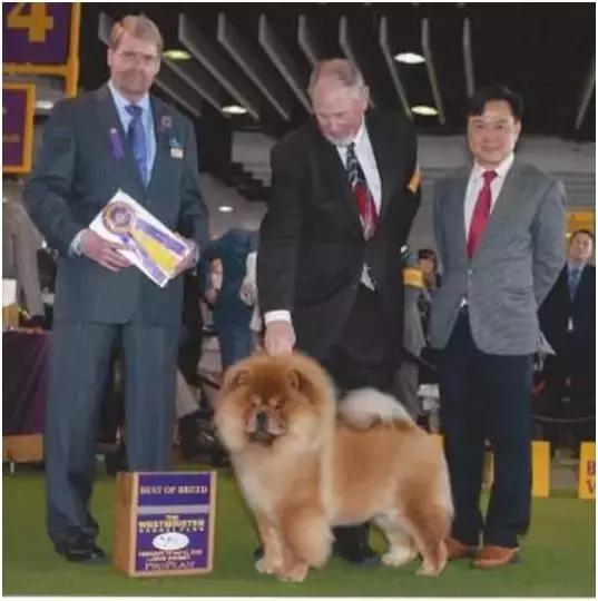 中国犬种繁殖状况,中国本土犬的繁殖现状