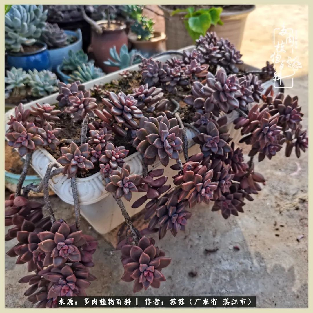 不要辜负与多肉的美好时光,多肉可以给人岁月静好的感觉