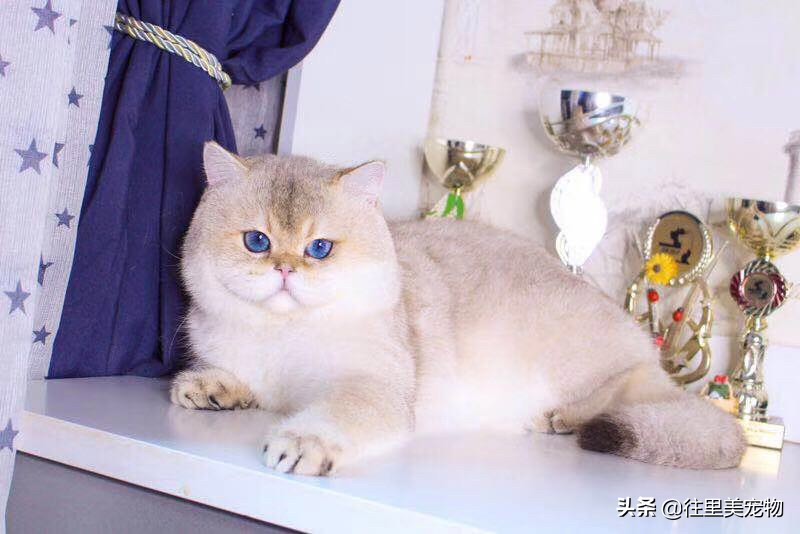 英国短毛猫银渐层图片大全,金渐层猫咪是短毛猫吗