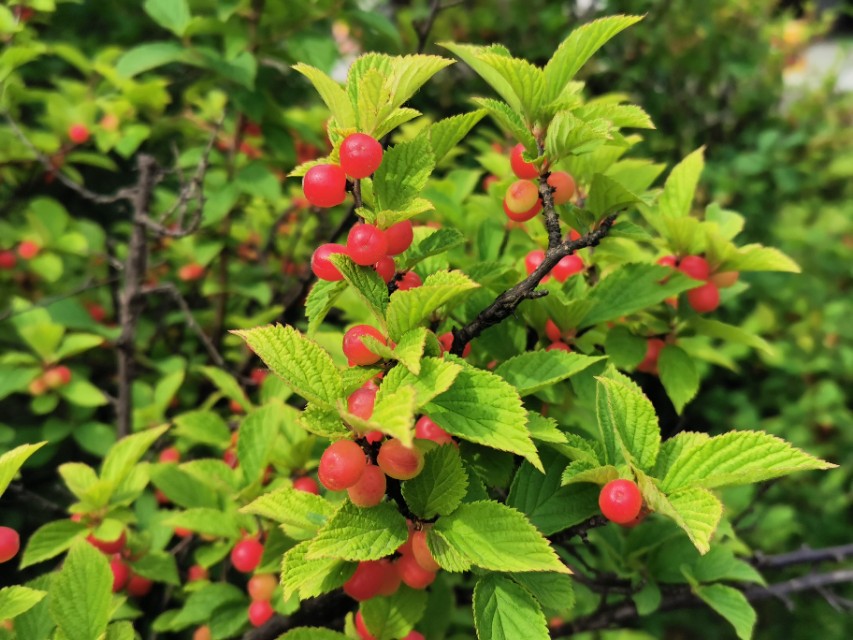 青岛高新区的公园让人们享受,青岛有个特别美的地方