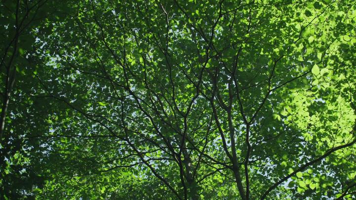 美食电影小森林,美食治愈日剧小森林