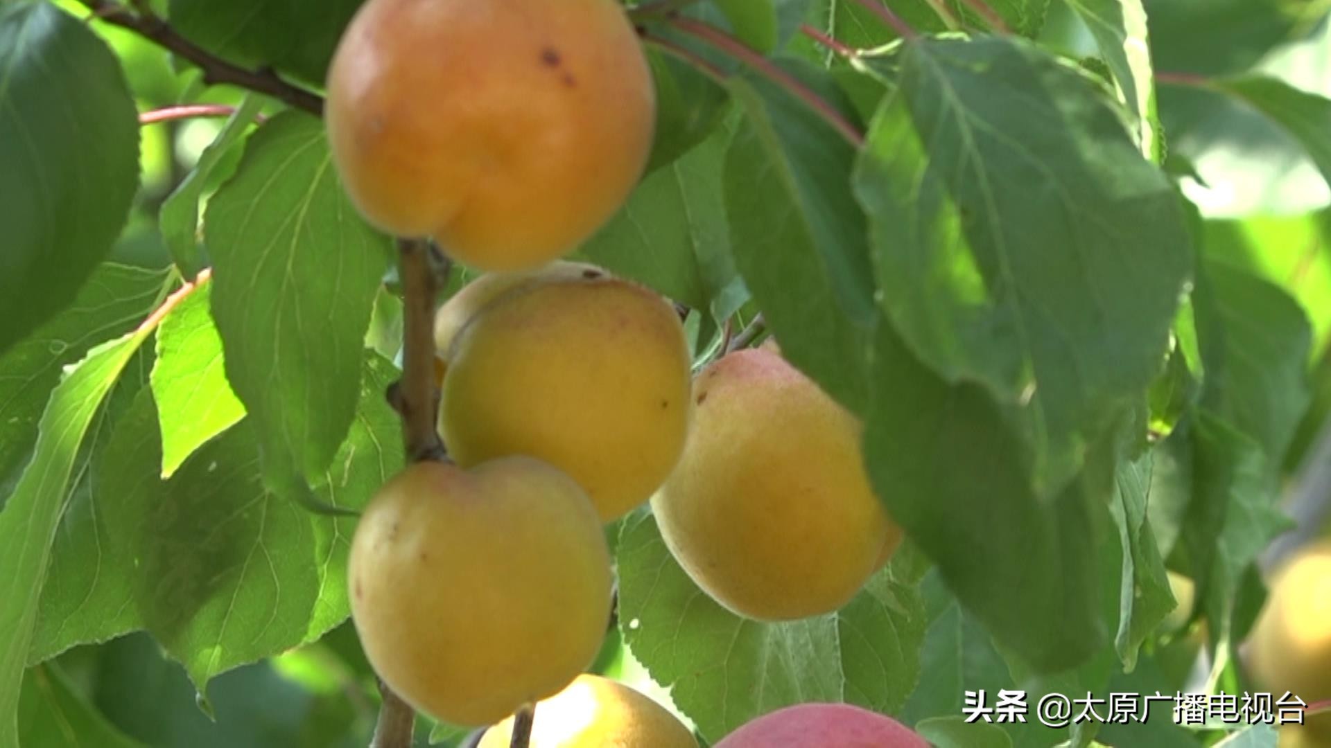 乡村振兴!太原要子庄村“绿”土地长出“金娃娃”