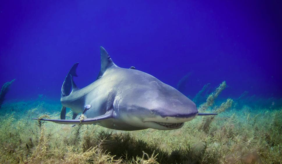 不成功则成仁英语怎么写,如果不努力就会失败英语翻译