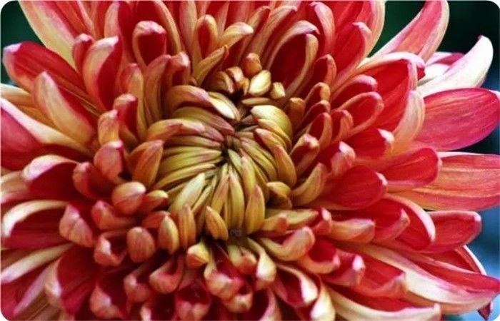 菊花100幅欣赏,菊花的十大绝美诗句