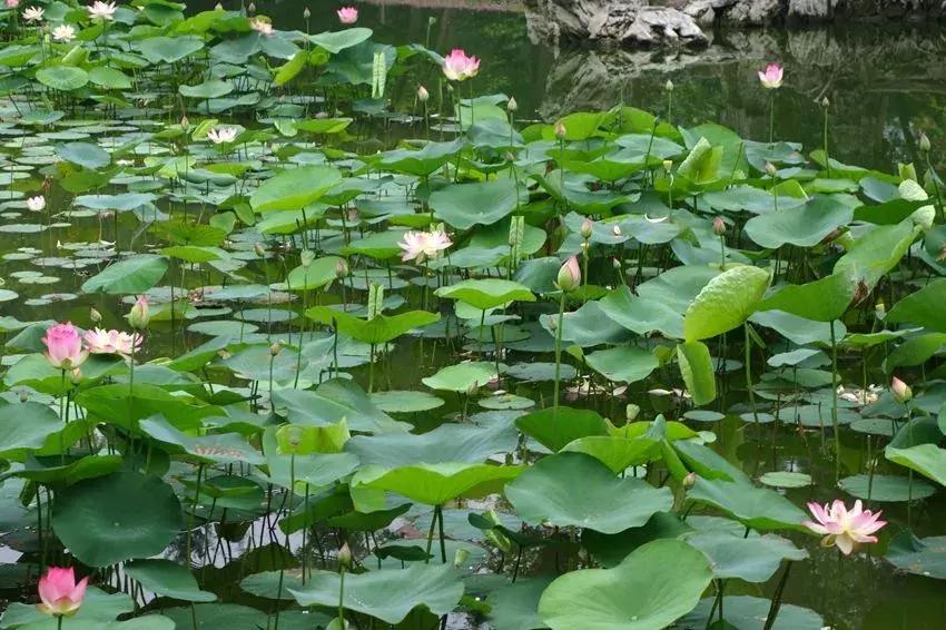 全国十大最佳赏荷好去处,沈阳赏荷花攻略