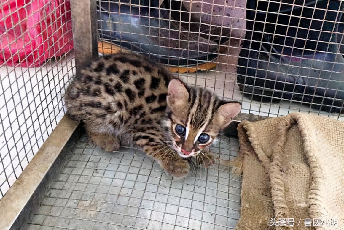 野生豹猫到村民家里偷鸡,豹猫偷鸡事件