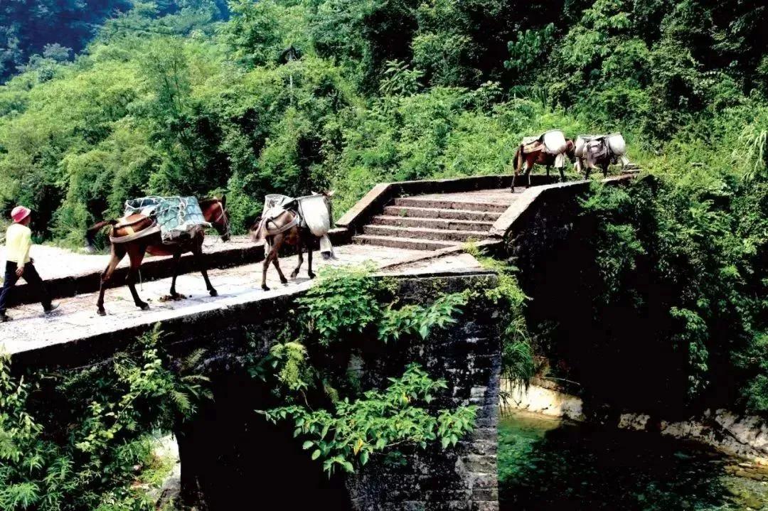 中国五大茶旅胜地,中国十大茶旅城市有哪些