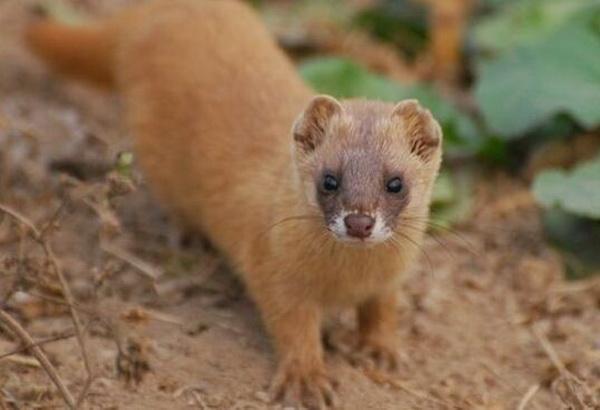 黄鼠狼为啥不能抓,为什么黄鼠狼再狡猾也不能捉