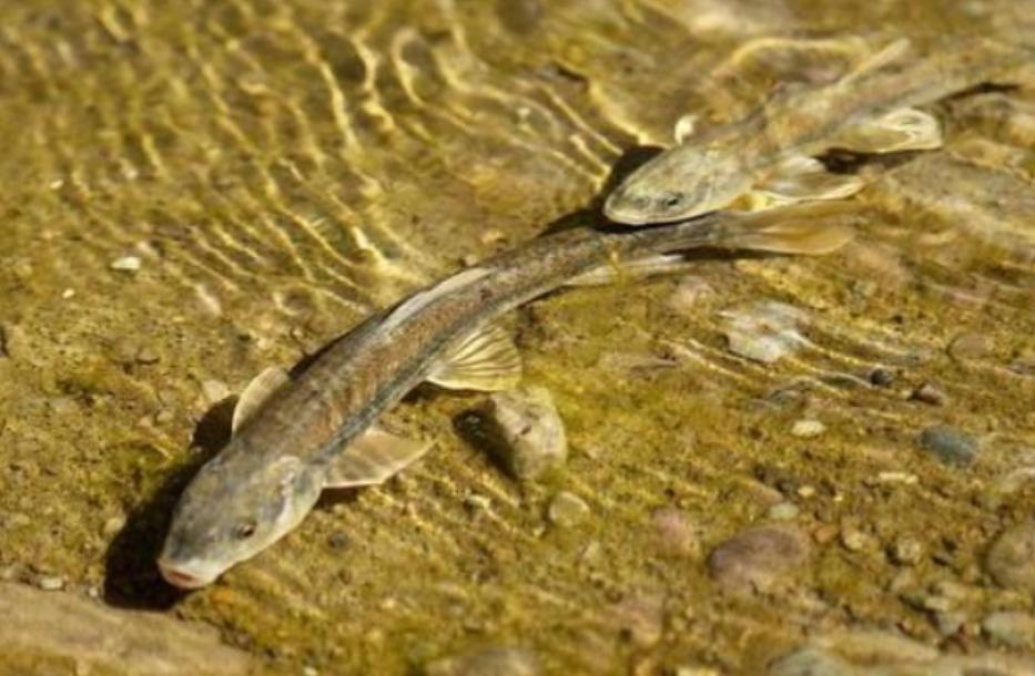 青海湖的湟鱼为什么每年只产一斤,青海湖湟鱼现状