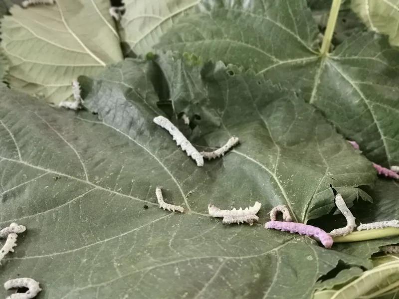 合肥农交会2023,合肥农交会的东西怎么样