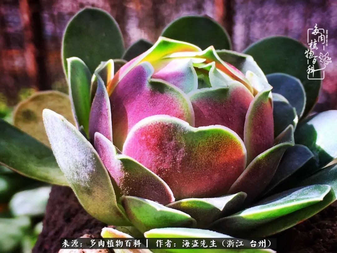 山地玫瑰养护顺口溜,山地玫瑰的养护种植注意事项视频