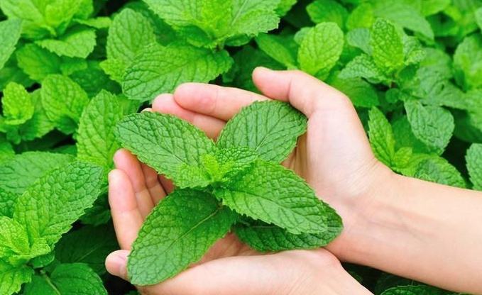 7月份播种薄荷当年可采收吗,薄荷最后一批采收是几月份