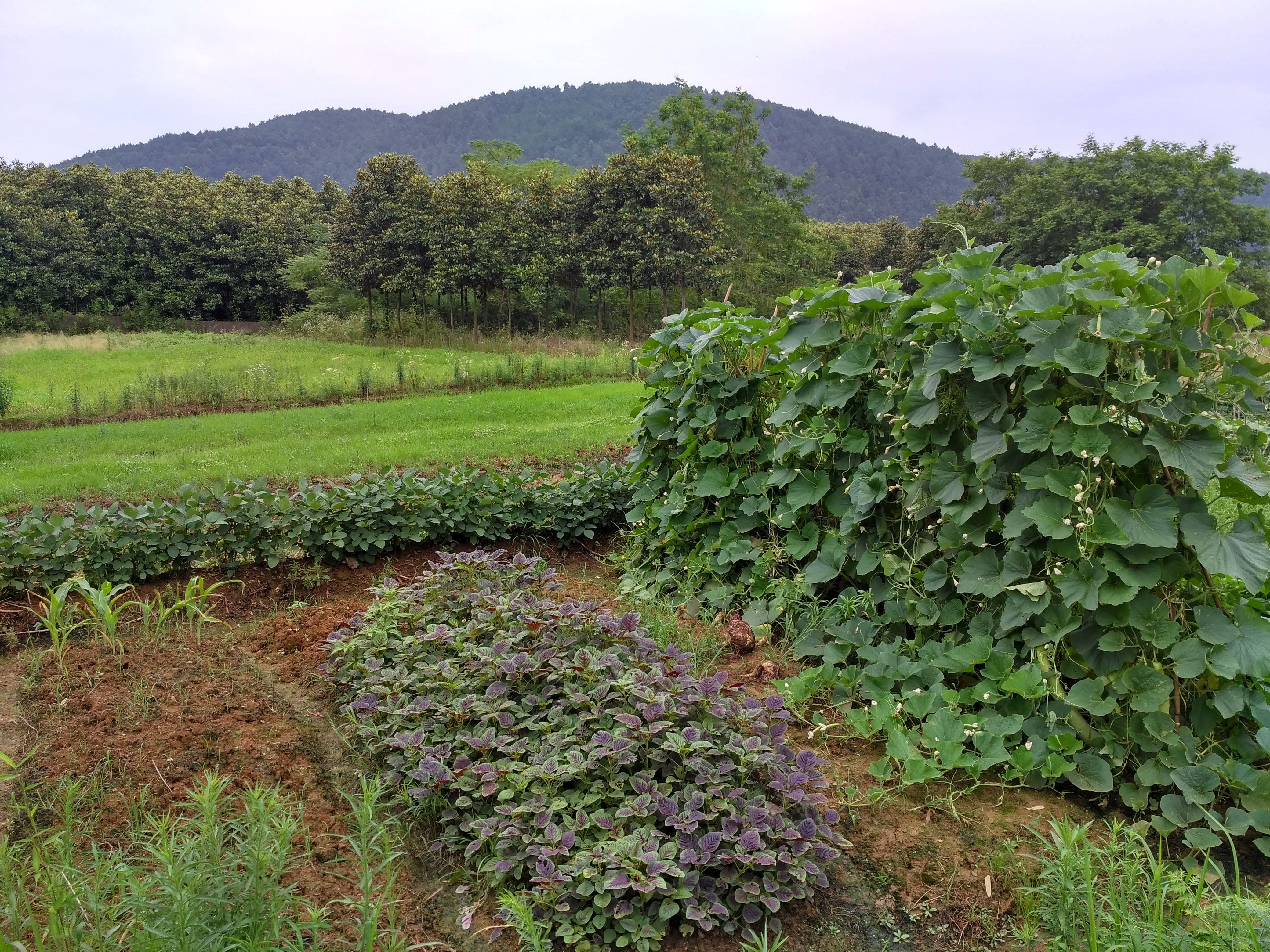 齐春生态园大概花多少钱,贵池齐春生态园