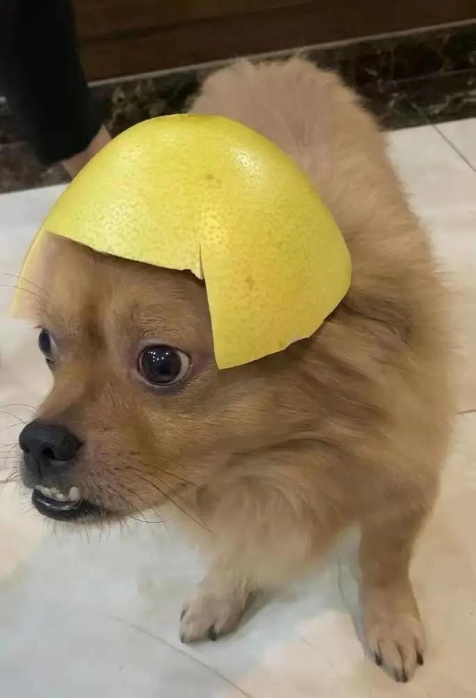 男生猛犬穿女装,男生细狗穿女装