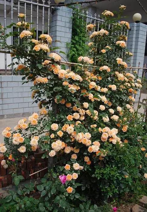 藤本月季秋季怎么修剪才会花墙,最丰花多季开花的藤本月季