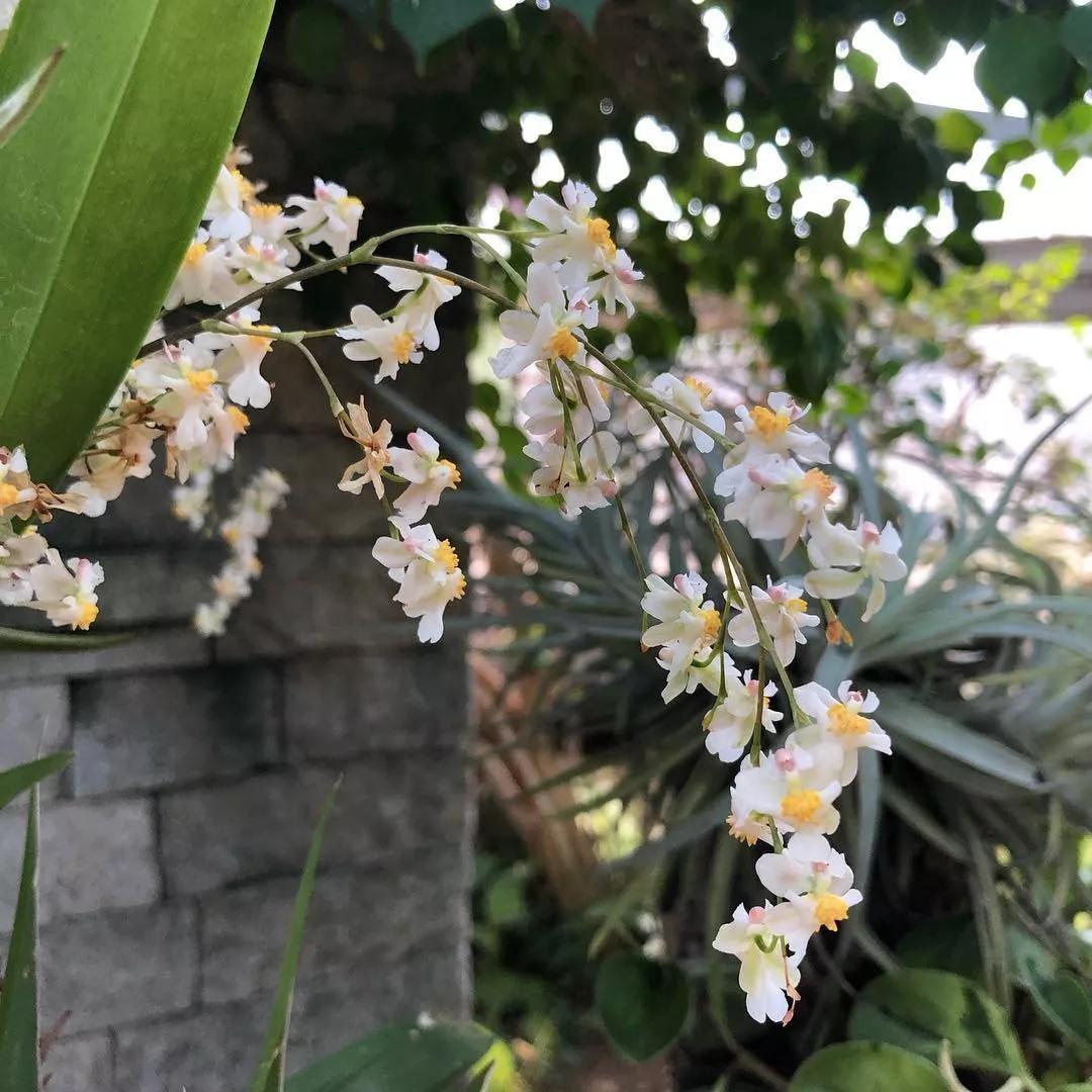 梦香兰的养殖方法,梦香兰花苗