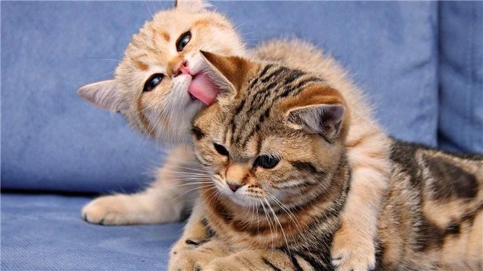 打猫教育,怎么打猫能让猫咪不能伤到你