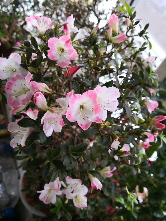 刚从花市回来的杜鹃怎么处理,刚种的杜鹃叶子枯萎