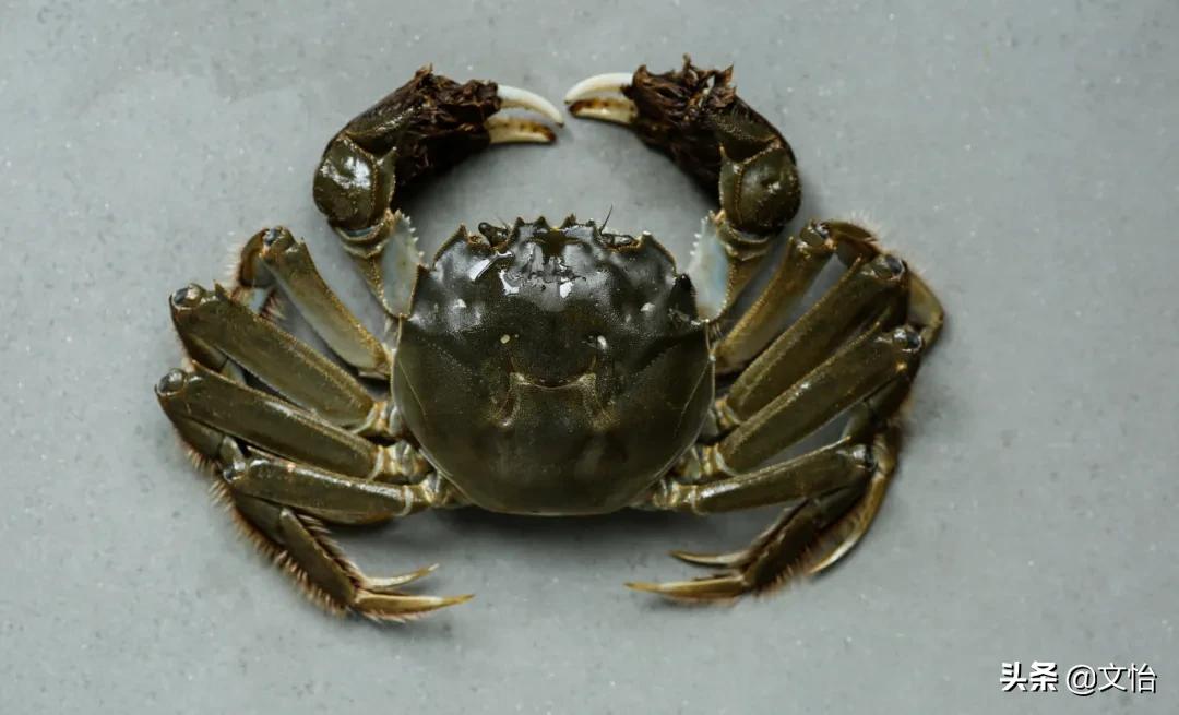 科普河蟹和海蟹的区别,海蟹和河蟹有什么区别在哪里