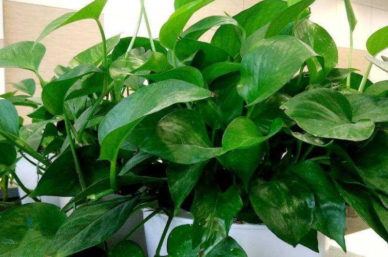 绿萝最爱喝的四种水喝完长得贼快,绿萝喝了这种水疯长