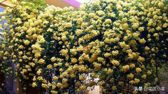 四季开花又耐寒的爬藤植物有哪些,好养的户外爬藤花卉植物有哪些