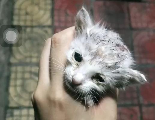 捡到流浪猫再扔掉才可怜,流浪猫能不能捡回家养