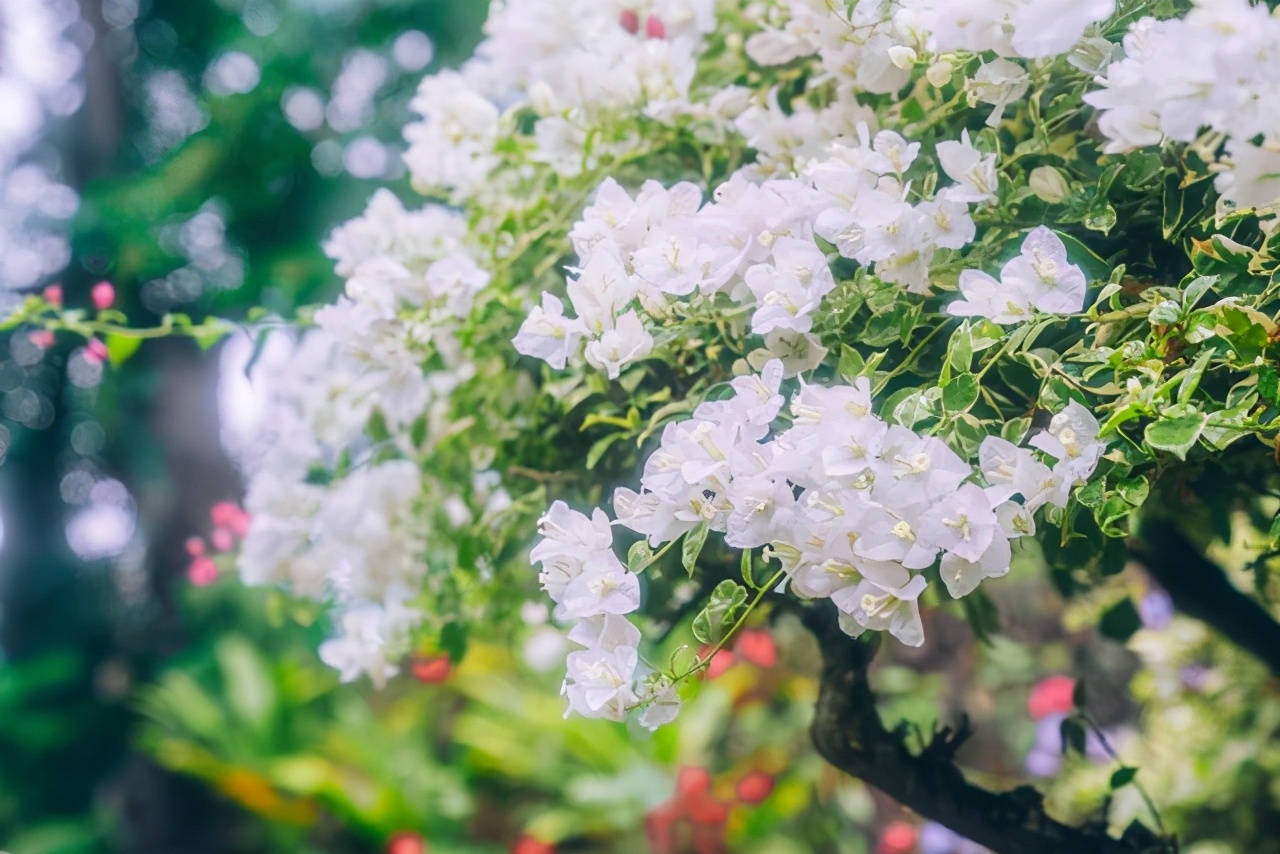 西双版纳曼听公园御花园,曼听公园西双版纳网红景点