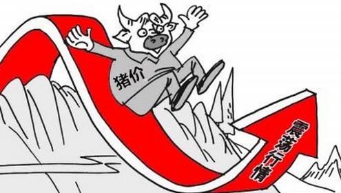 新手养猪建议从多少头开始,养猪人遇到十大难题