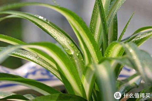 每天煮个饭就有神仙水！ 各种小窍门秘诀大公开