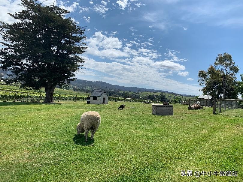 悉尼7日游自由行攻略,澳洲阿德莱德旅游攻略