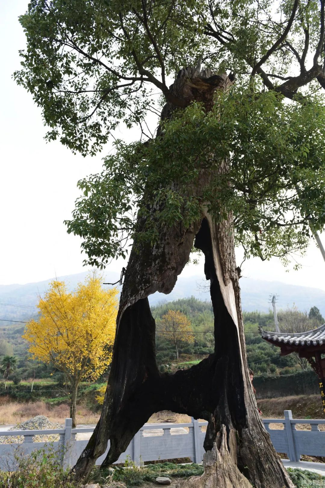 空心老树保护与养护措施,为什么老树空心也能活