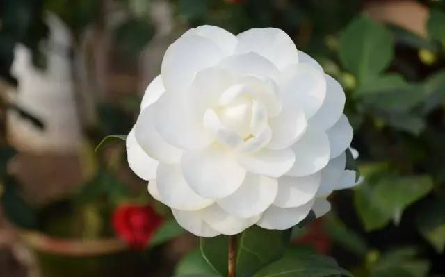 园林设计植物一览表图,神贴十大经典