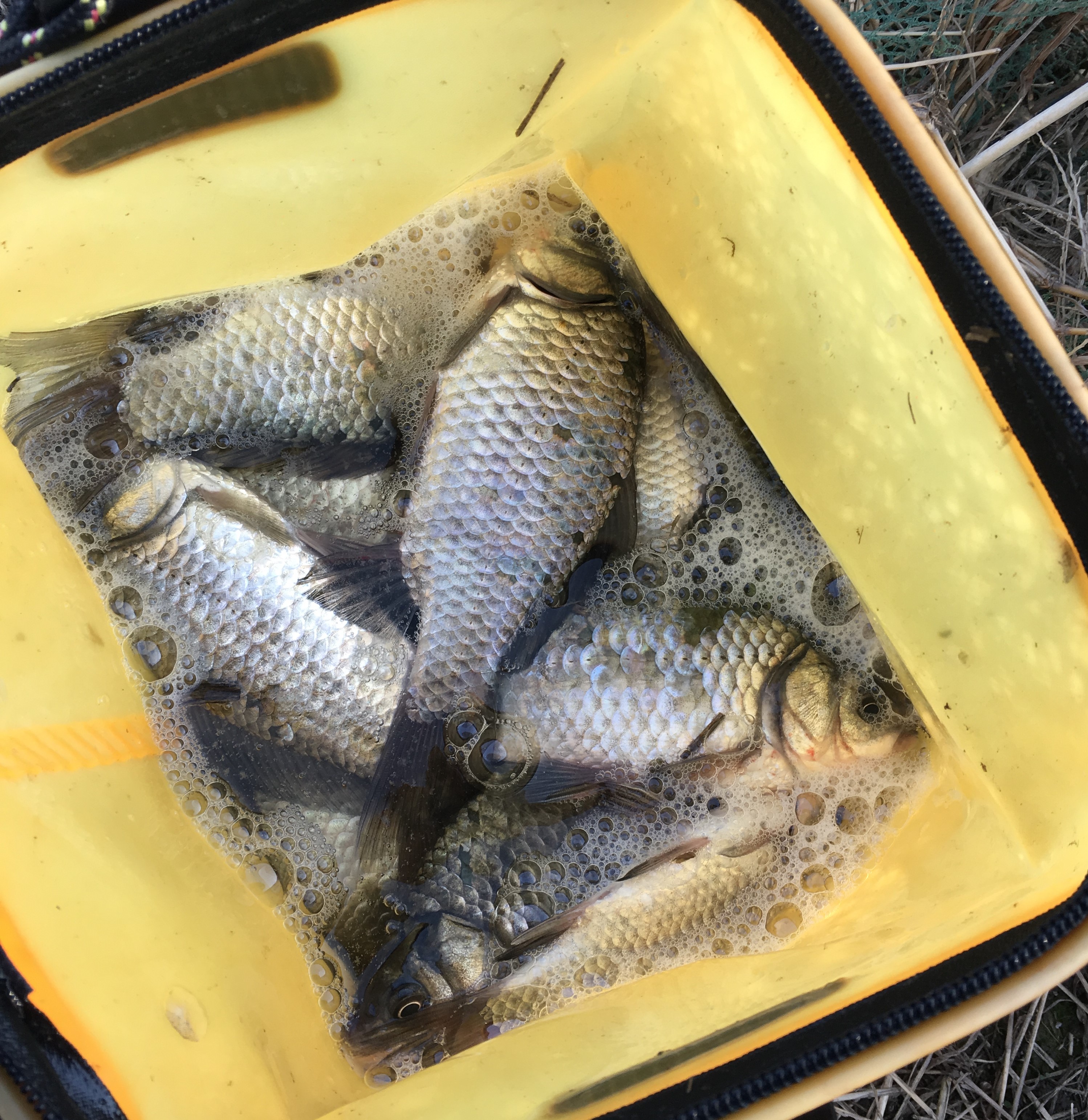 筏竿串钩钓鲫鱼用什么钩好,冬天筏竿串钩钓鲫鱼打窝吗