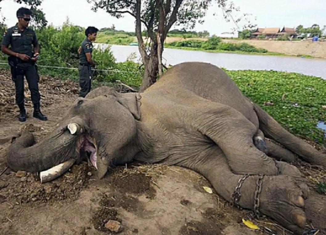 为什么要偷大象的象牙,为什么偷象牙需要杀死大象