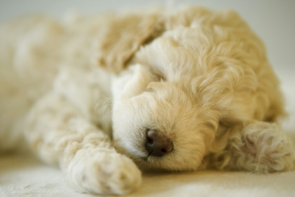 狗狗来大姨妈怎么办？