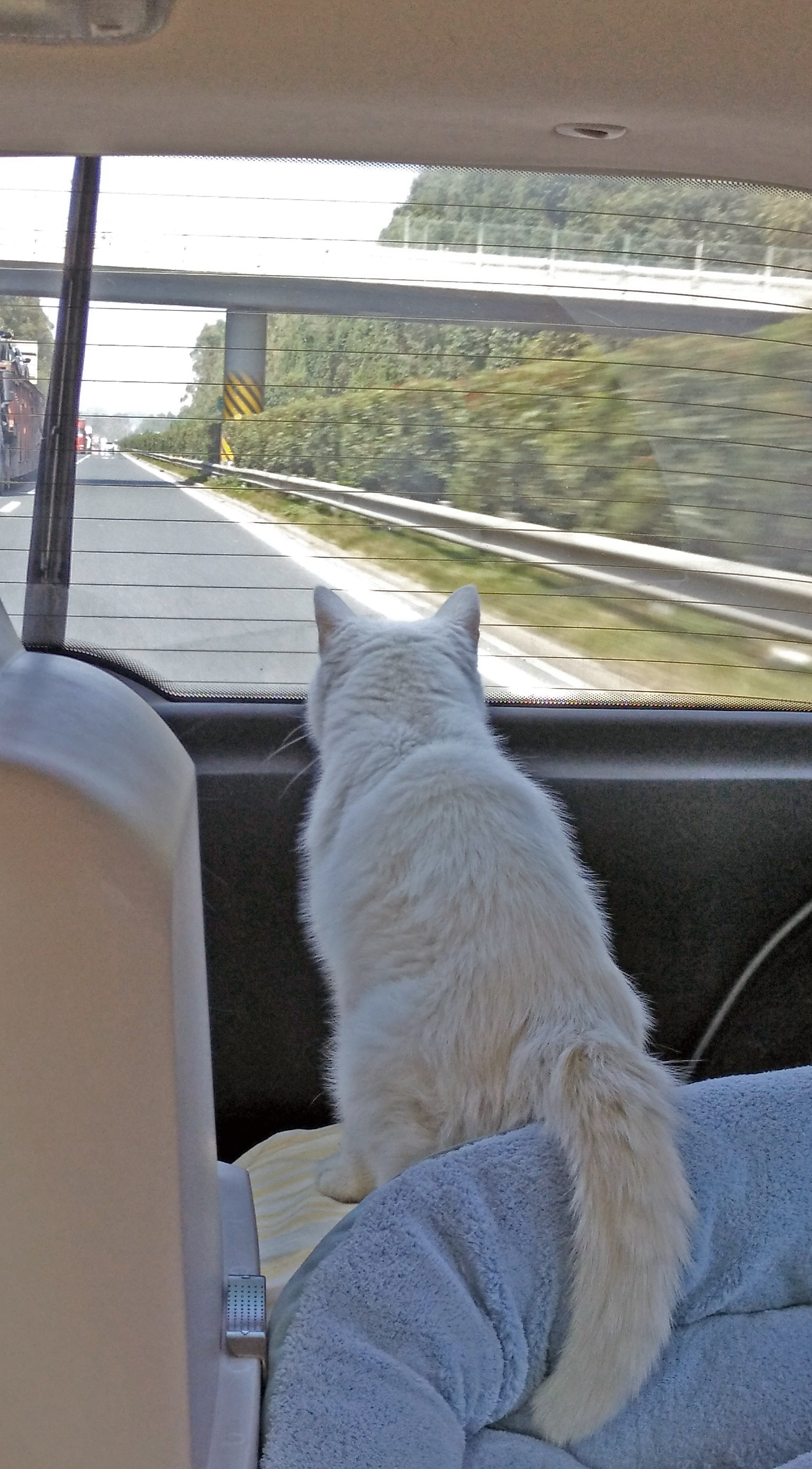 带猫长途自驾需要注意什么,带猫自驾游视频大全