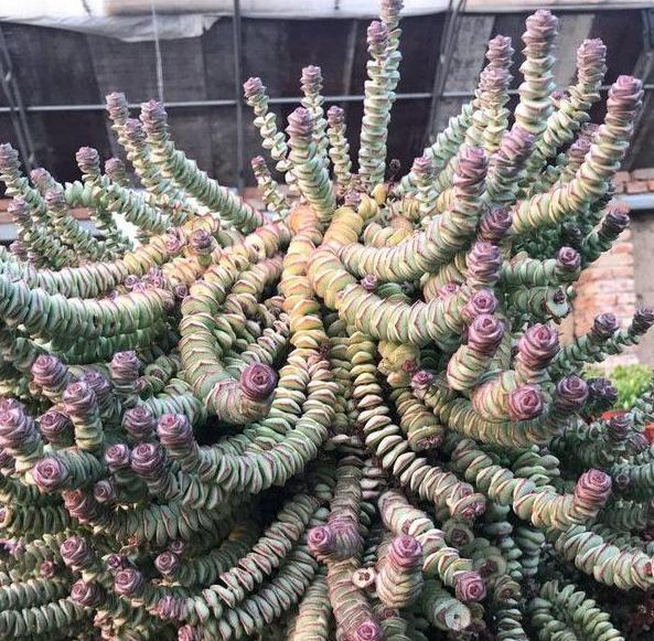 多肉火祭徒长可以不砍头么,多肉钱串子砍头怎么操作