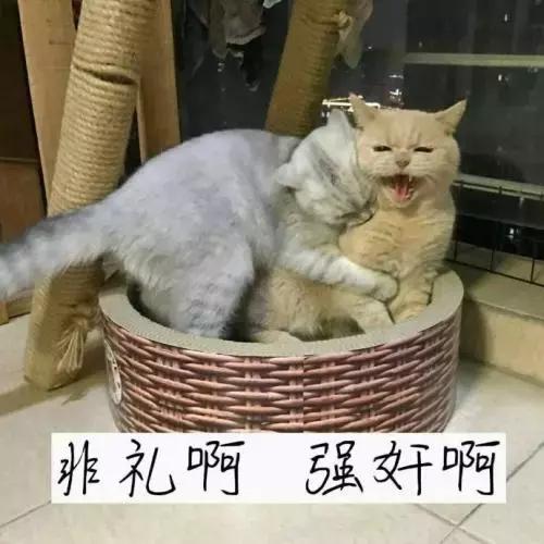 猫咪发情那些事，发情的猫咪都有什么表现呢？