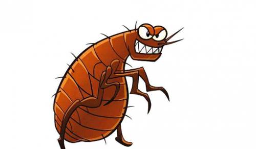 狗身上的跳蚤怎么消灭,被子上有跳蚤怎么消灭